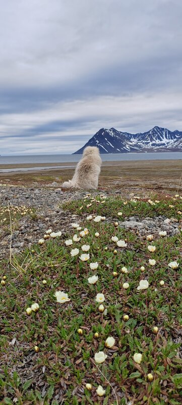 Мой белый медведь))) - Татьяна Чаброва