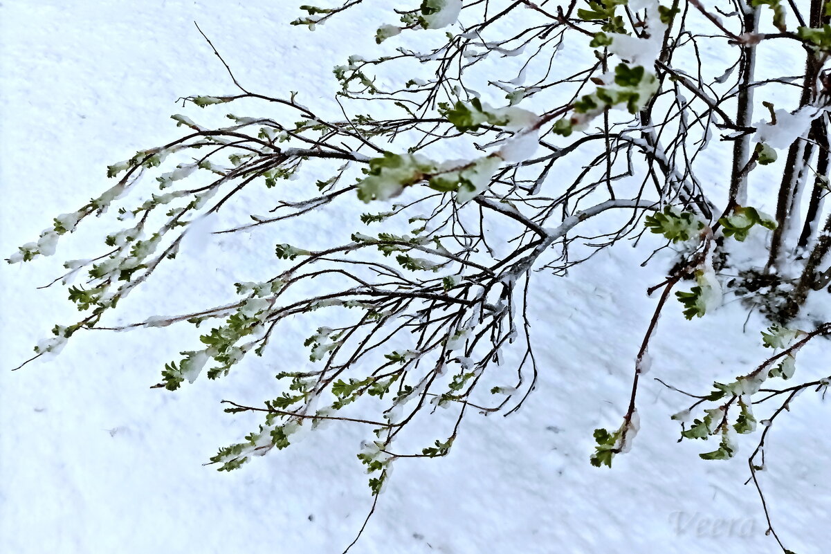 Закружило, заветрело... - Veera V