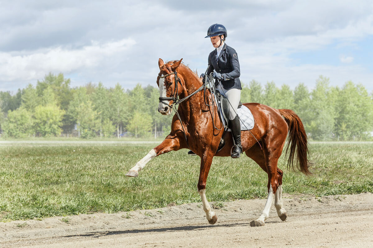 Выездка - SanSan 