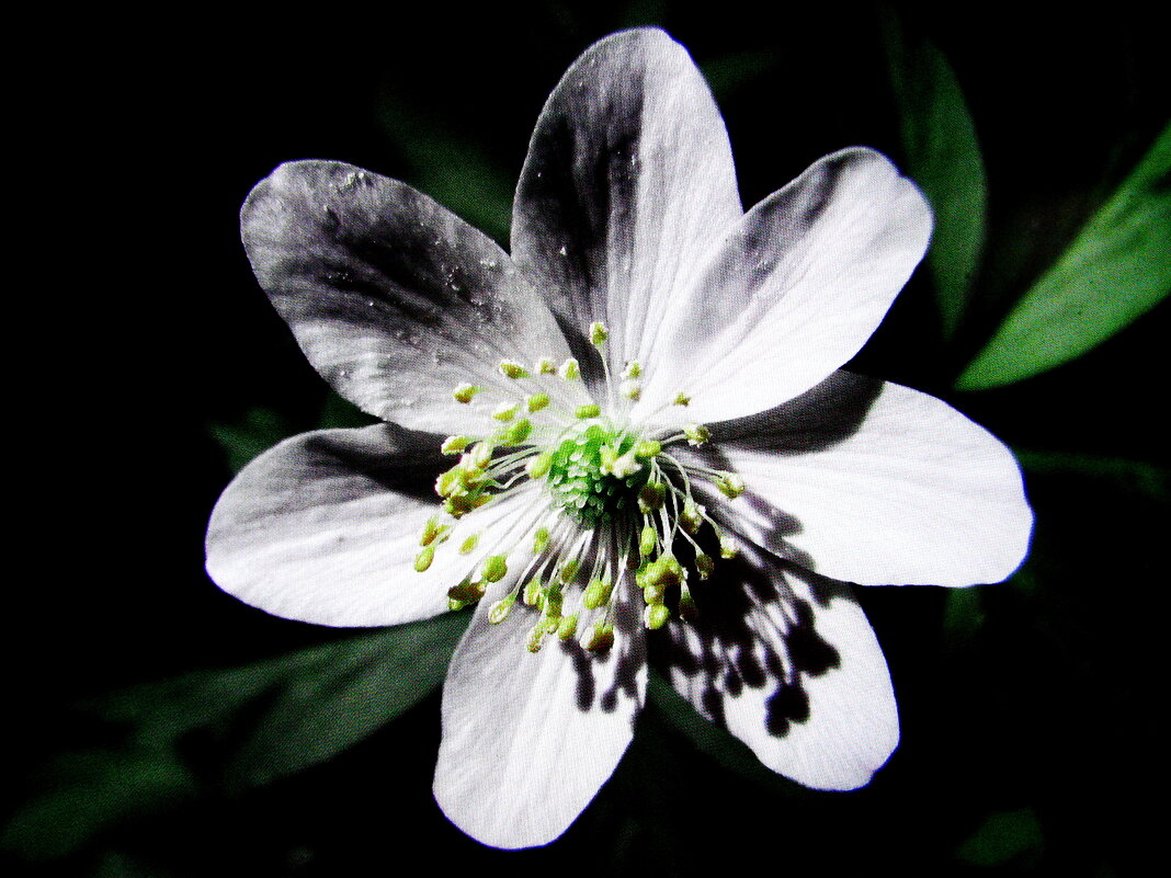 Ветреница - Людмила Смородинская