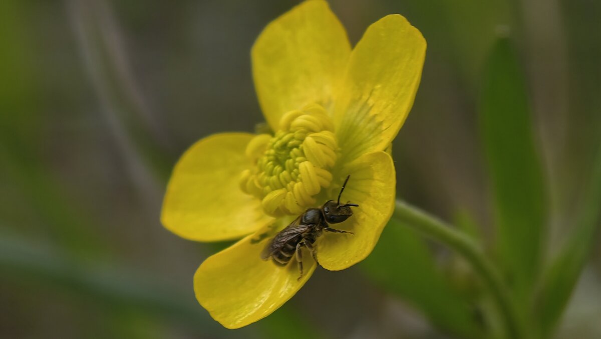 На цветке - Мариша Тим