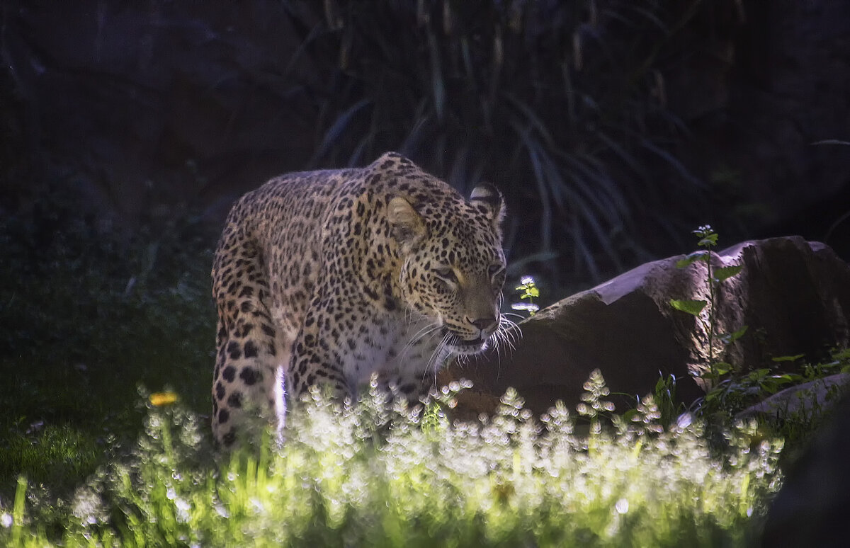 *** - Андроник Александр 