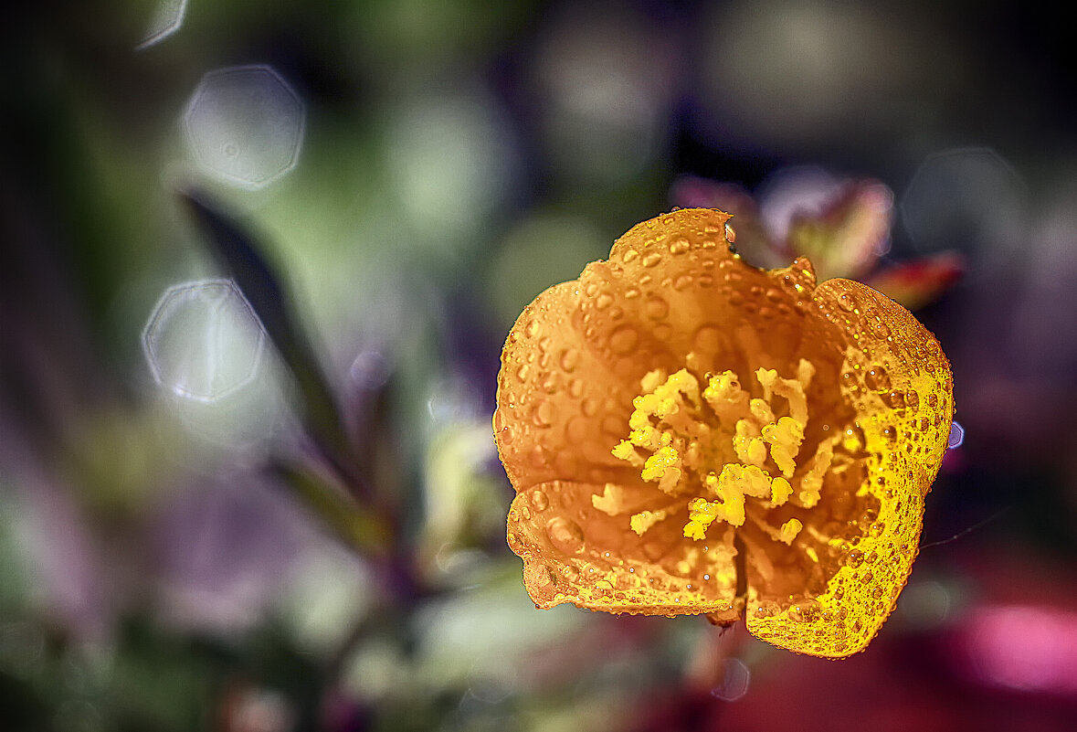 ***** - Андроник Александр 