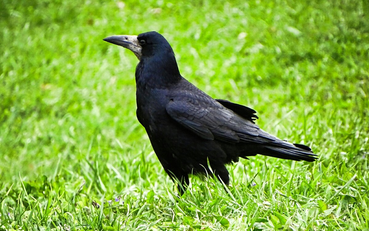 Грач - Милешкин Владимир Алексеевич 