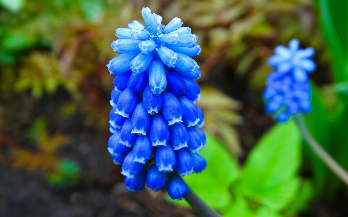 Мускари на городской клумбе. - Милешкин Владимир Алексеевич 