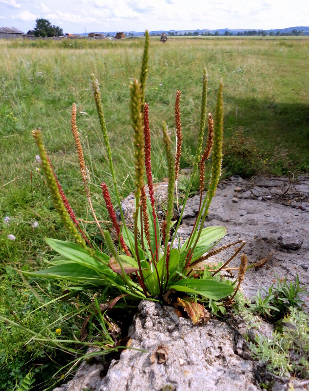 Подорожник. - nadyasilyuk Вознюк