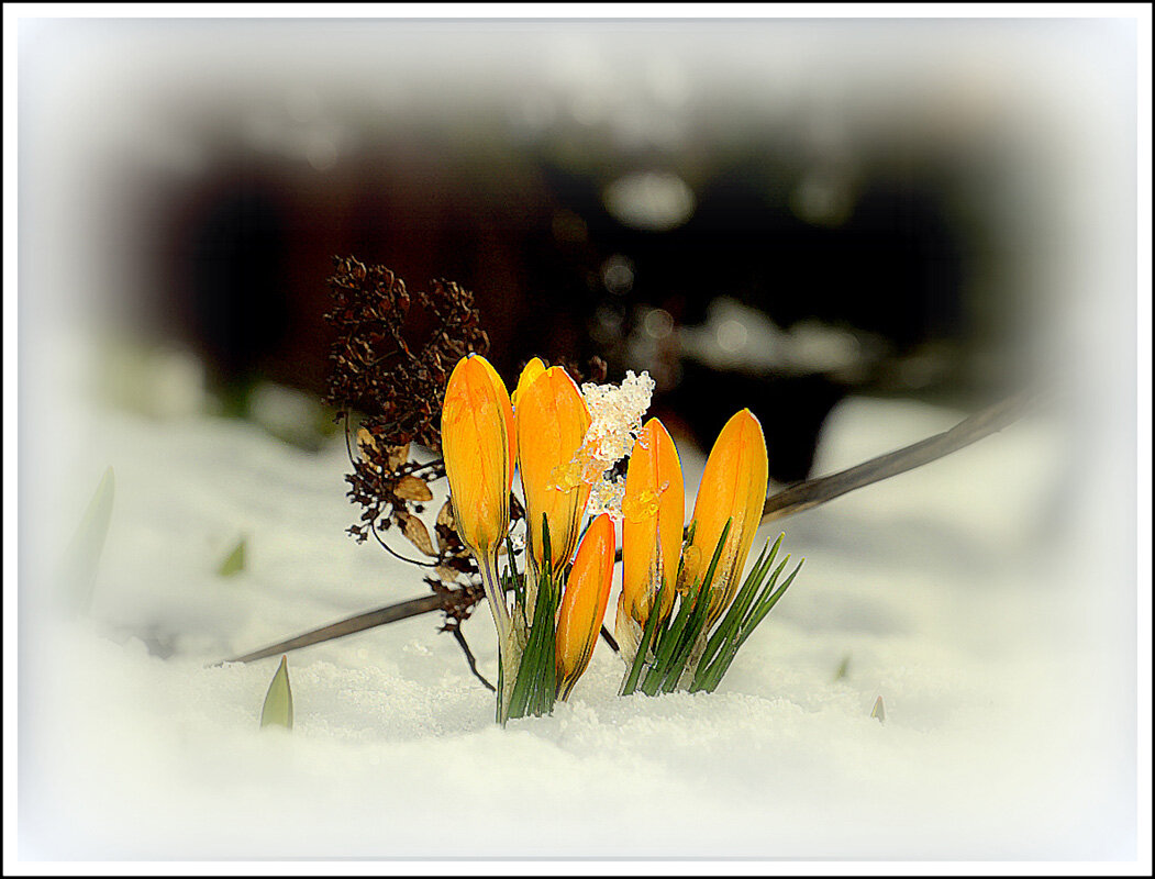 Мы цветем... - Aleksandr Gal