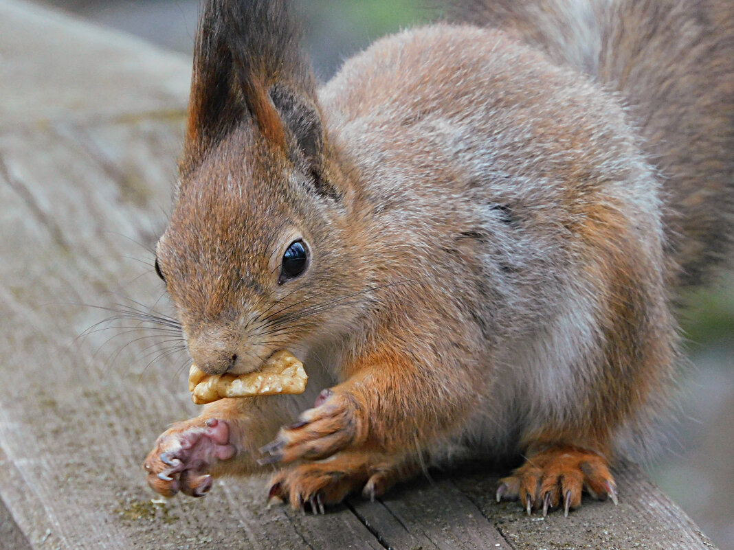 Белка - Лина 