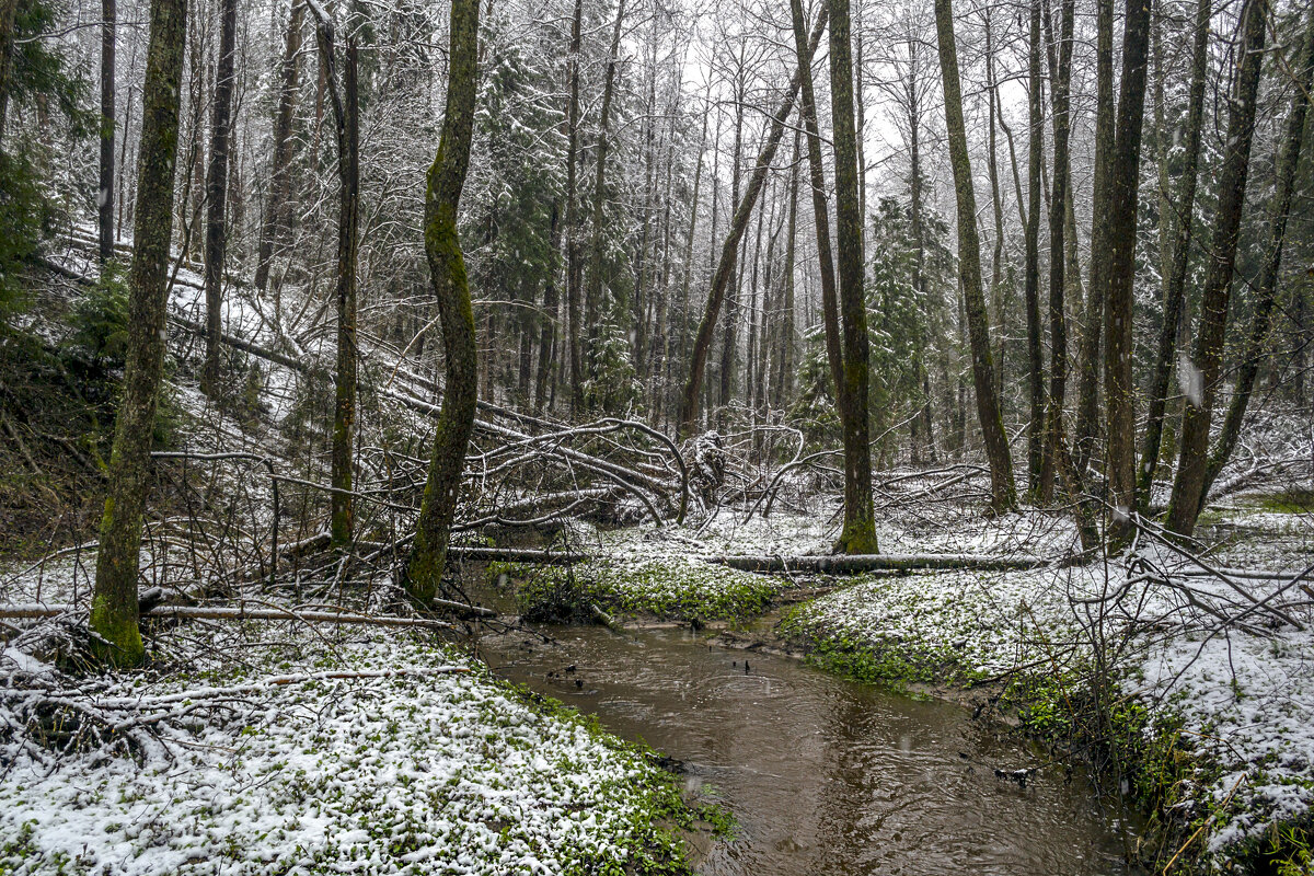 Апрельский снег украсил ручей - Сергей Цветков