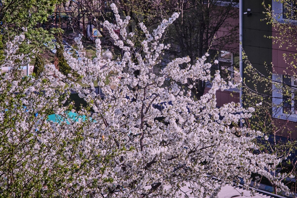 Про весну ... - Ravile 