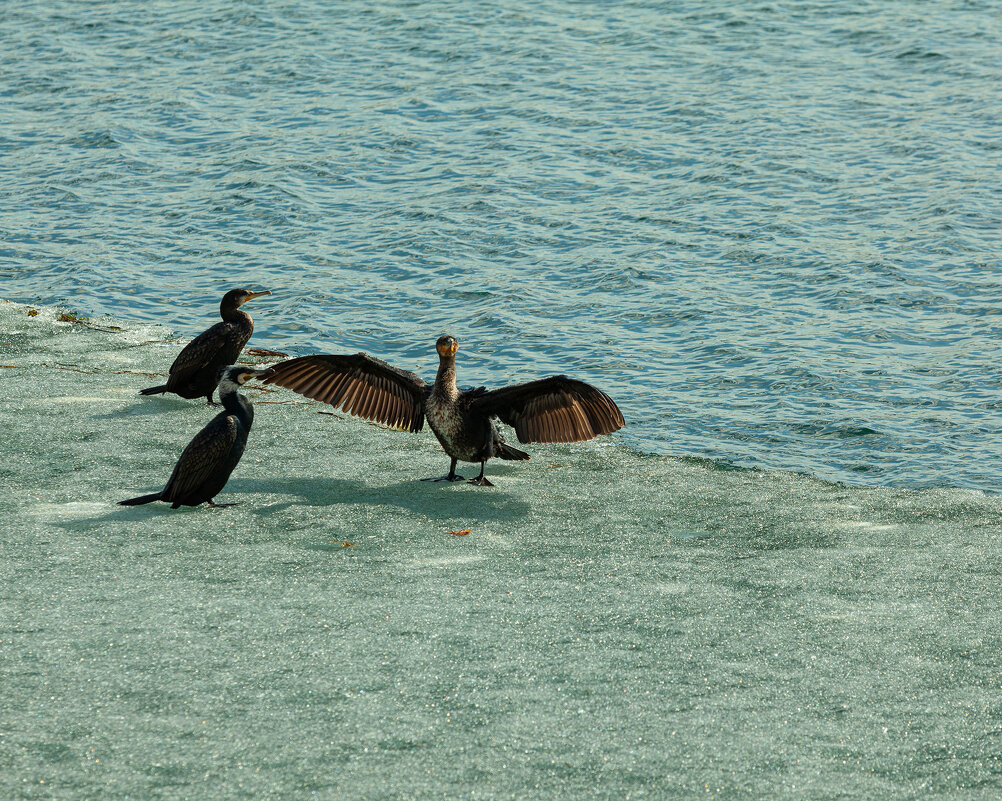 Вот такую поймал сдесь вчера - Denis Doroshenko