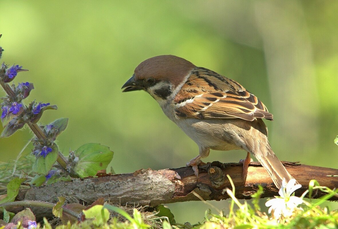 ... - Вячеслав Минаев