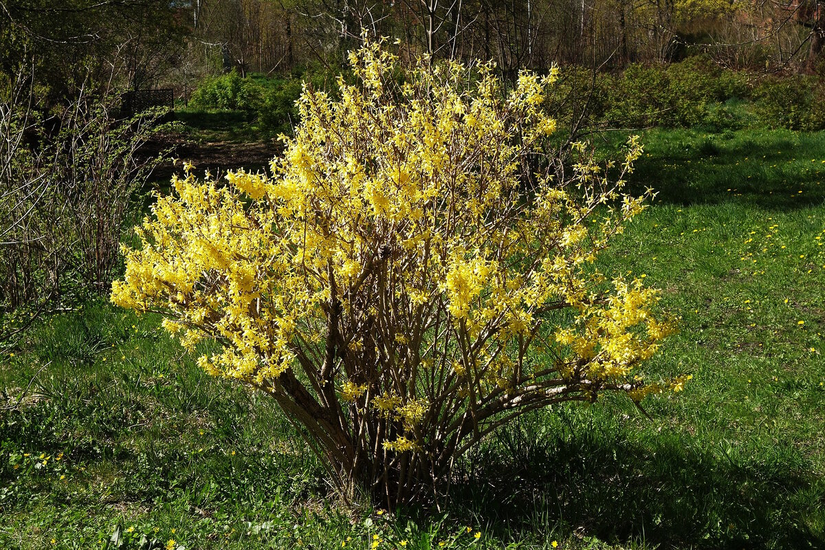 Цветет Форзиция - Рита Симонова