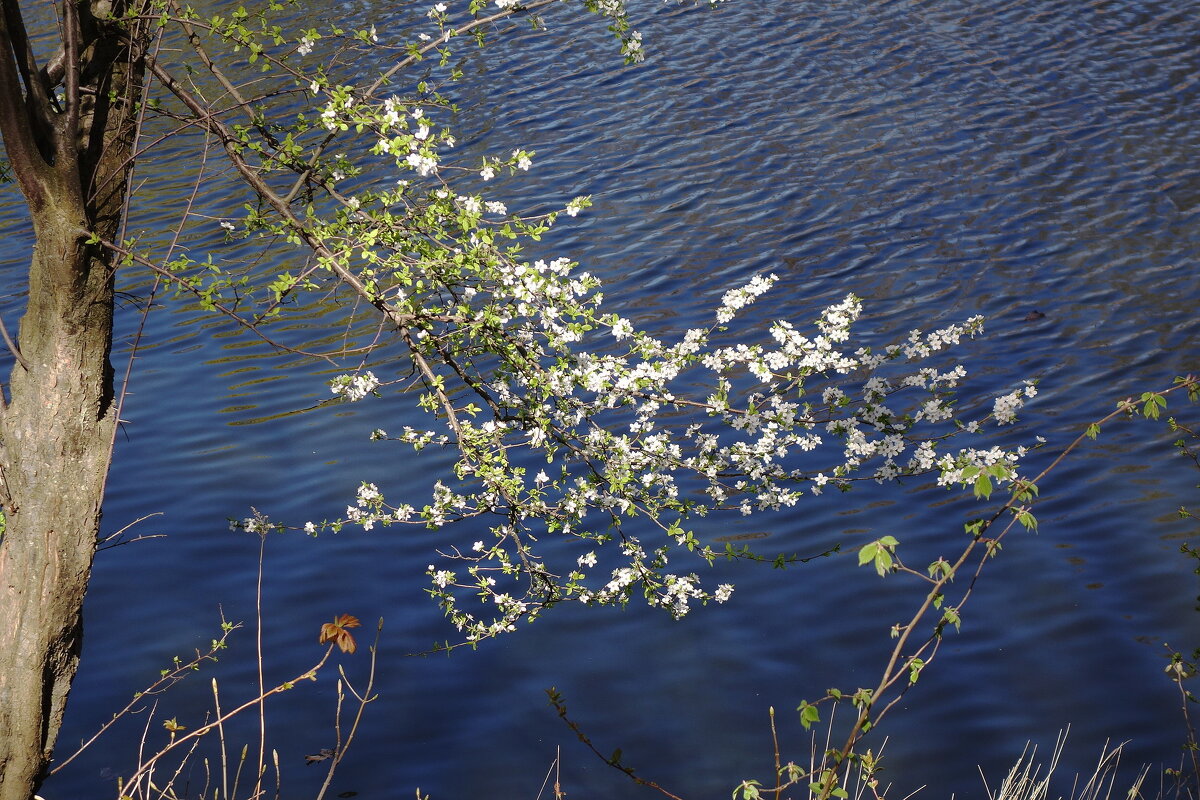 Апрельское цветение - Рита Симонова