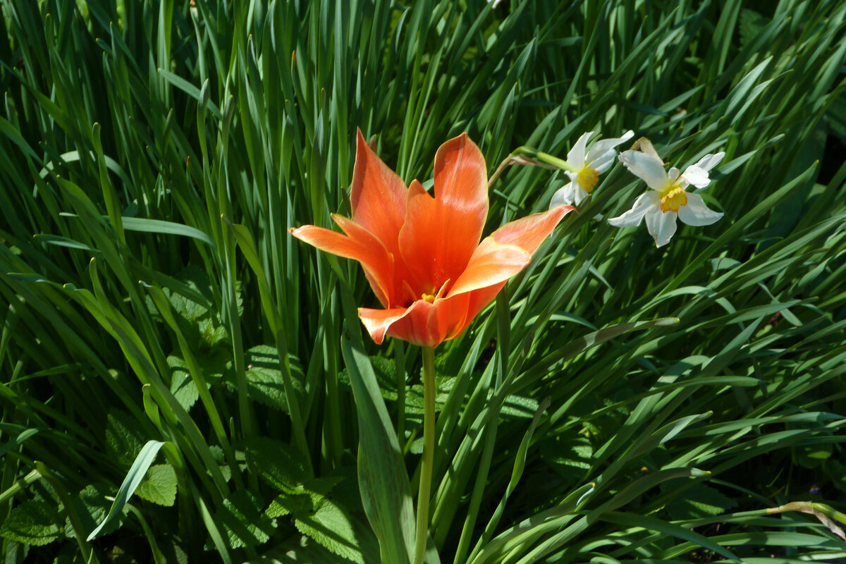 Весенние  цветы - Валентин Семчишин