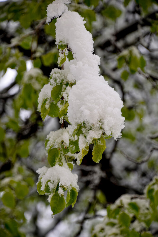 Зима заглянула. Надолго ли? - Олег 