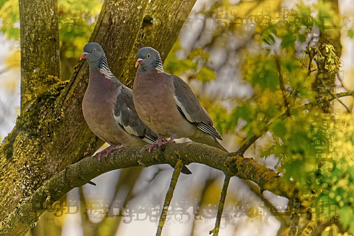 (°-°) - Jakob Dick