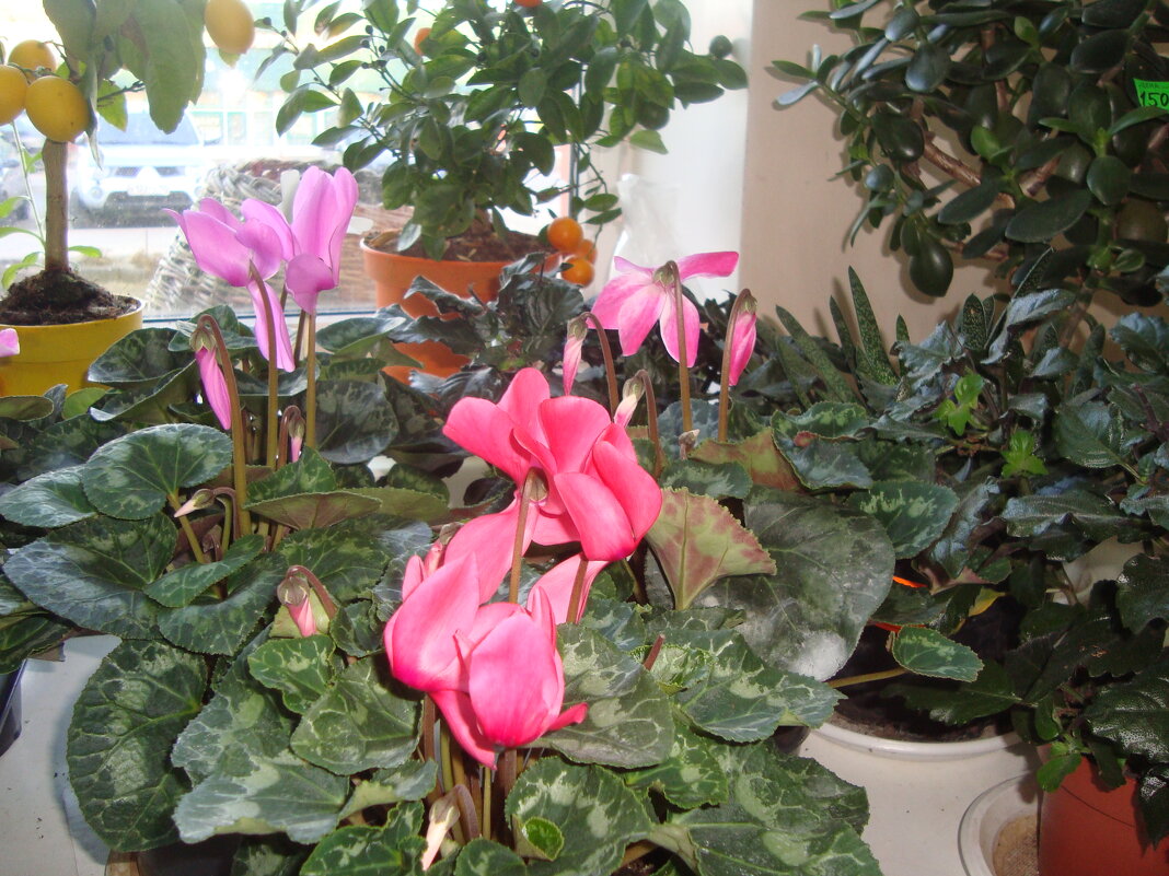 в магазине цветов... - Галина Флора