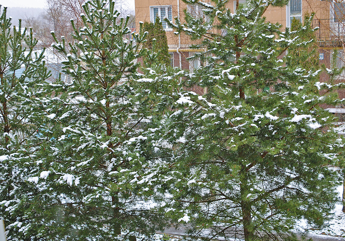 27 апреля - с утра метёт метель... - Светлана 