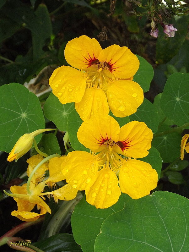 Настурция - Freddy 97