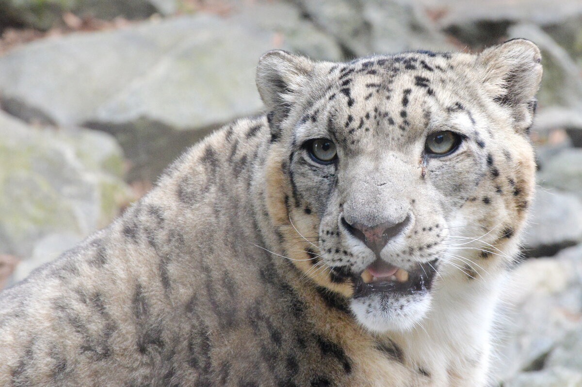 лейпциг2026 - Алексей Короткевич