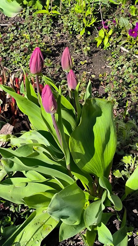 Тюльпаны посинели от холода! - Ольга 