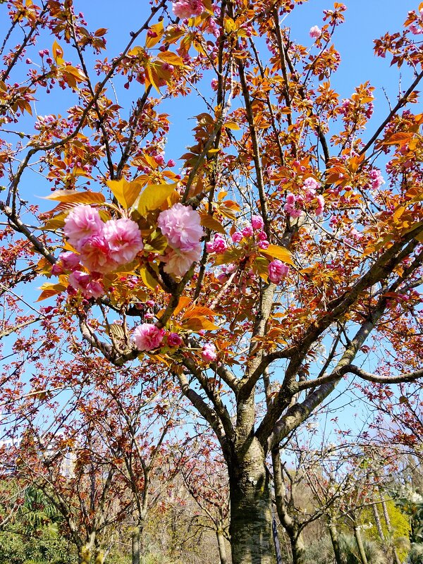 Цветение сакуры - Tata Wolf