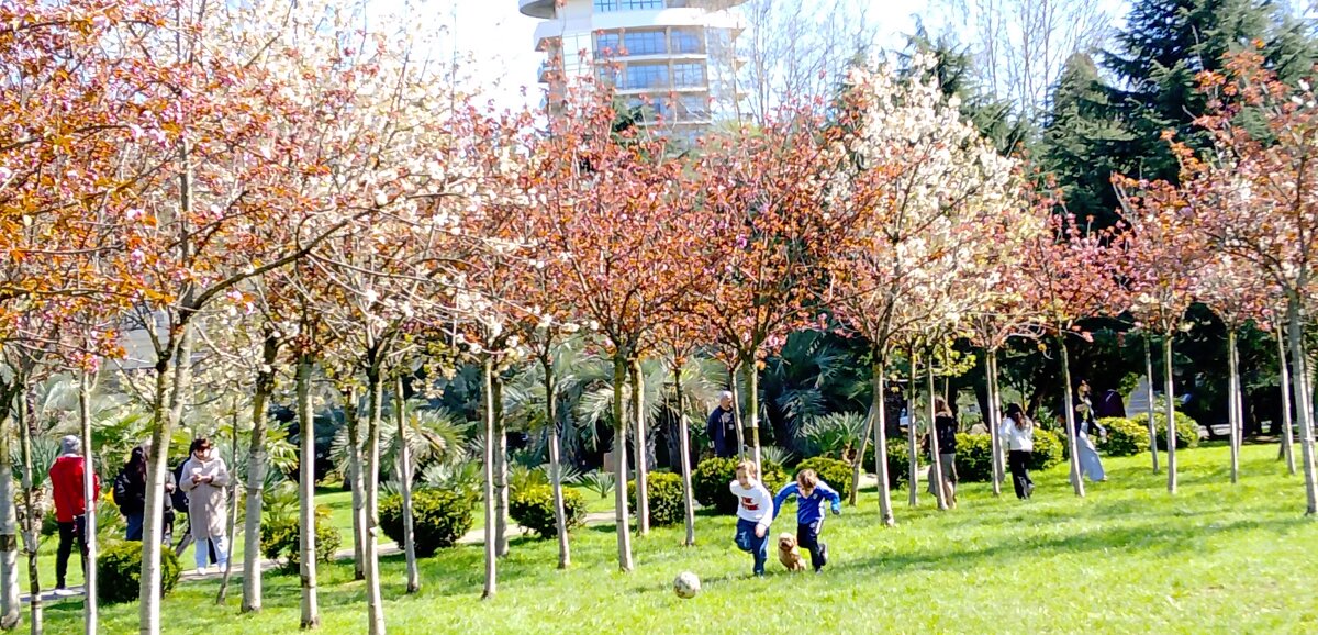 Цветение сакуры - Tata Wolf