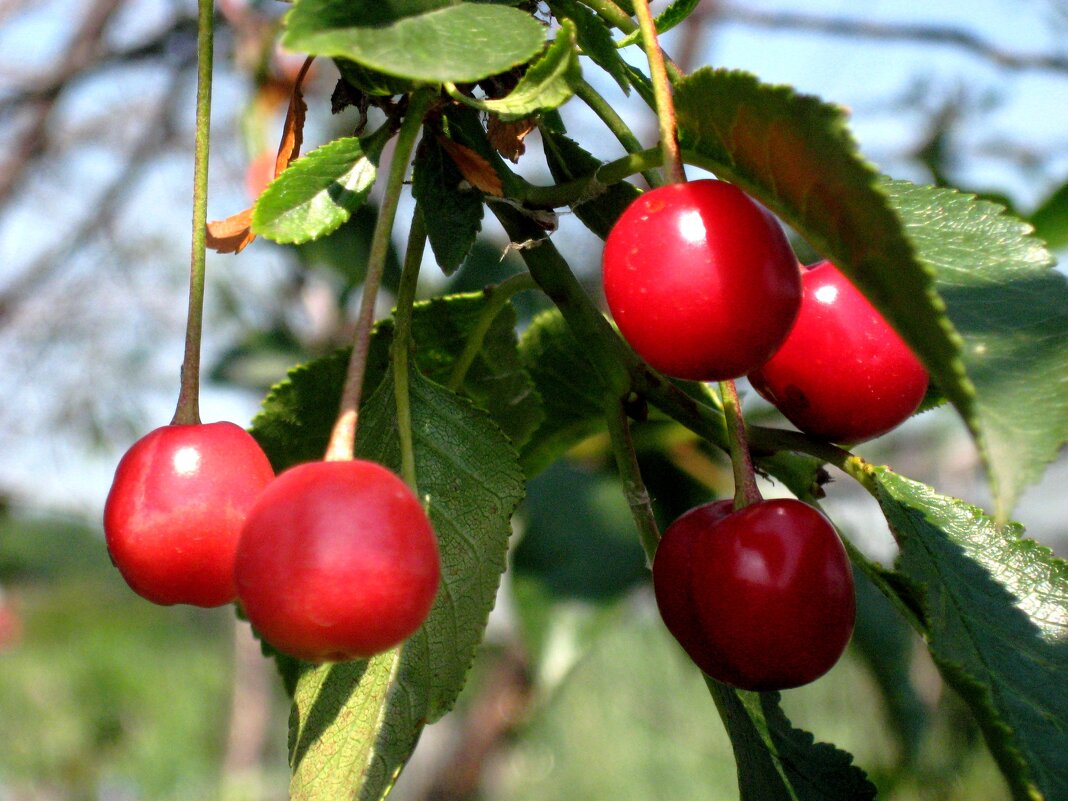 Вишенки - Надежда 