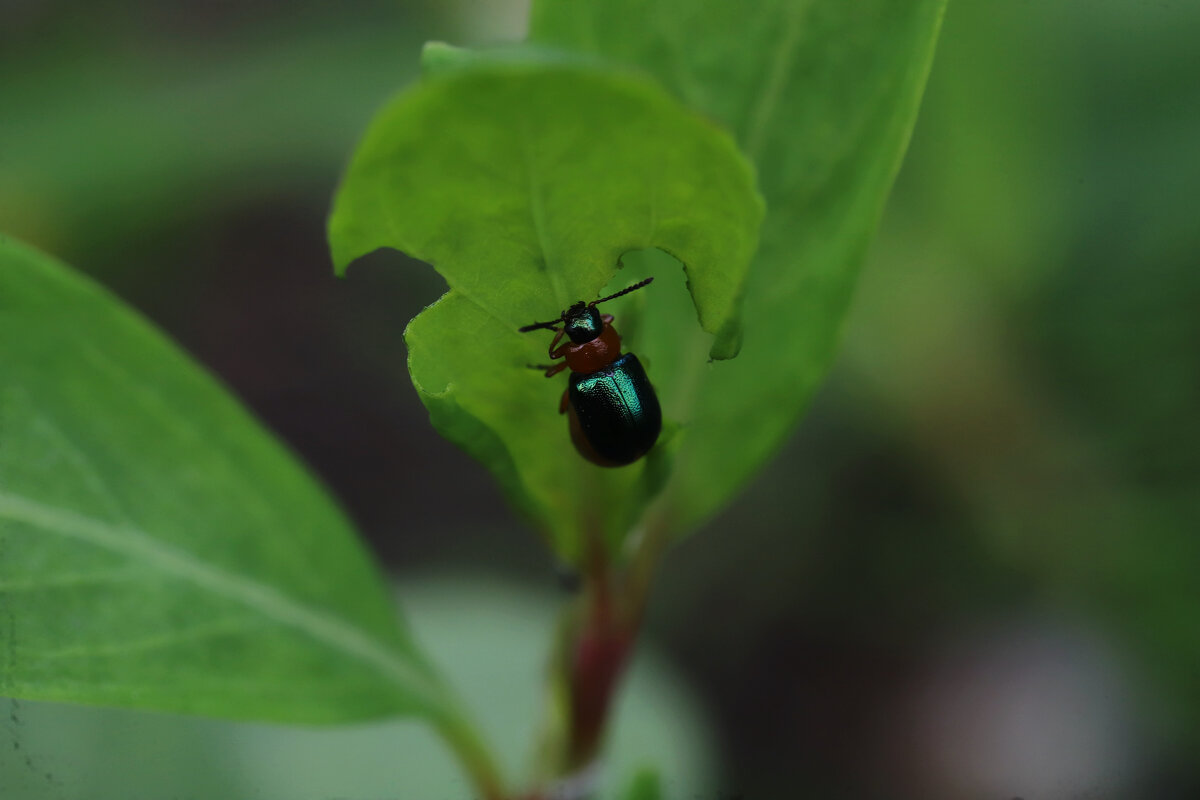 Гречишный листоед - Татьяна Салиева