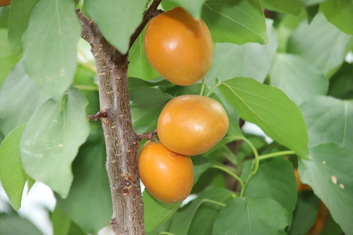 Абрикосы - Татьяна Салиева