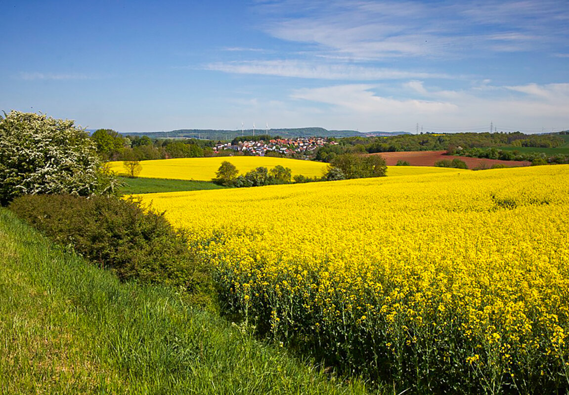 Расовое поле в цвету. - Lucy Schneider 