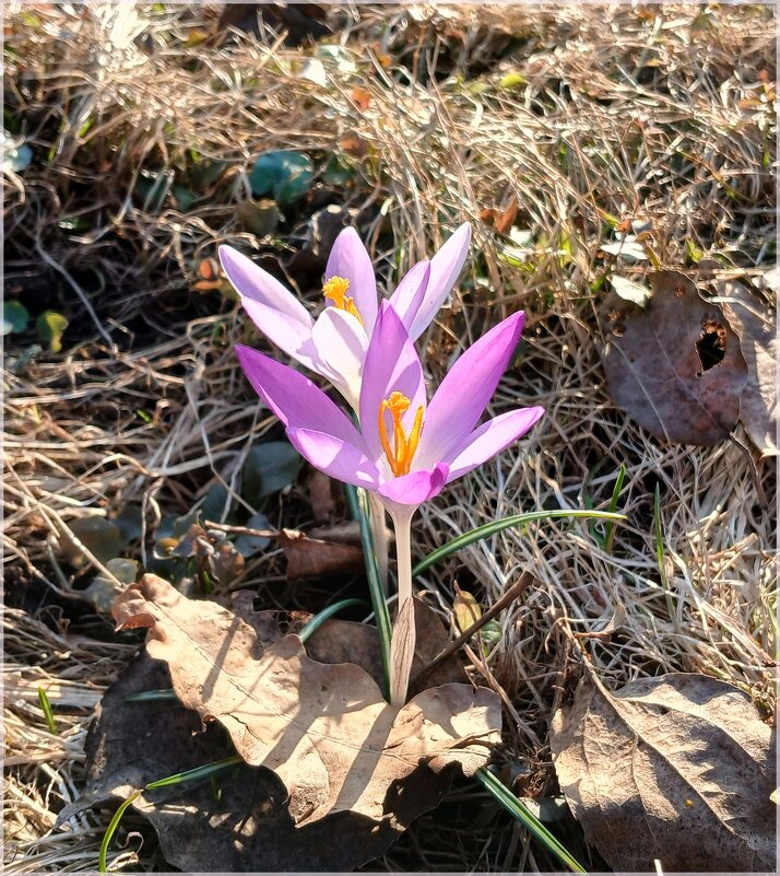 Крокусы марта - Лия ☼