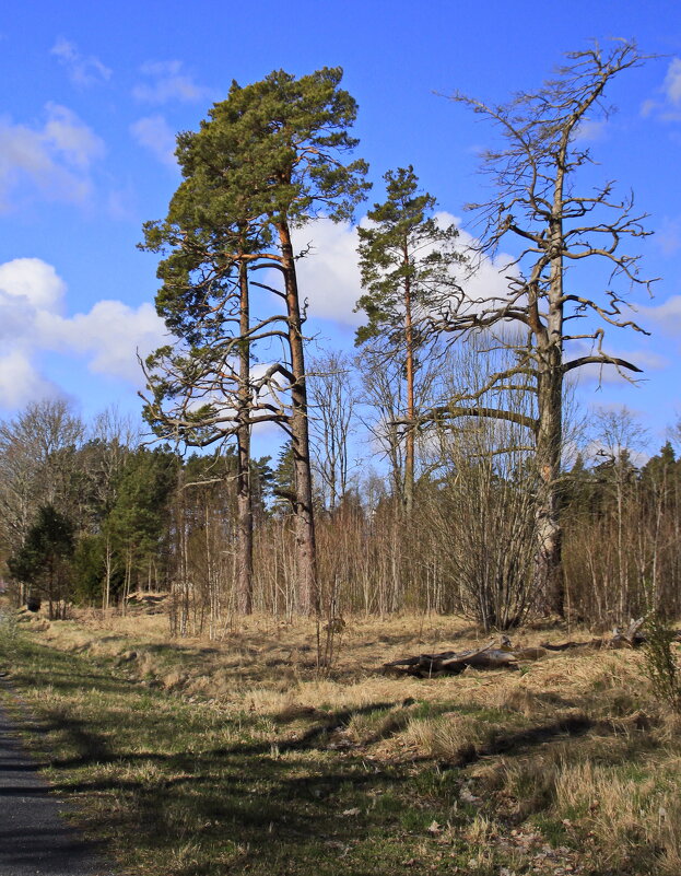 Ловят ветерок в надежде.. - Татьян@ Ивановна