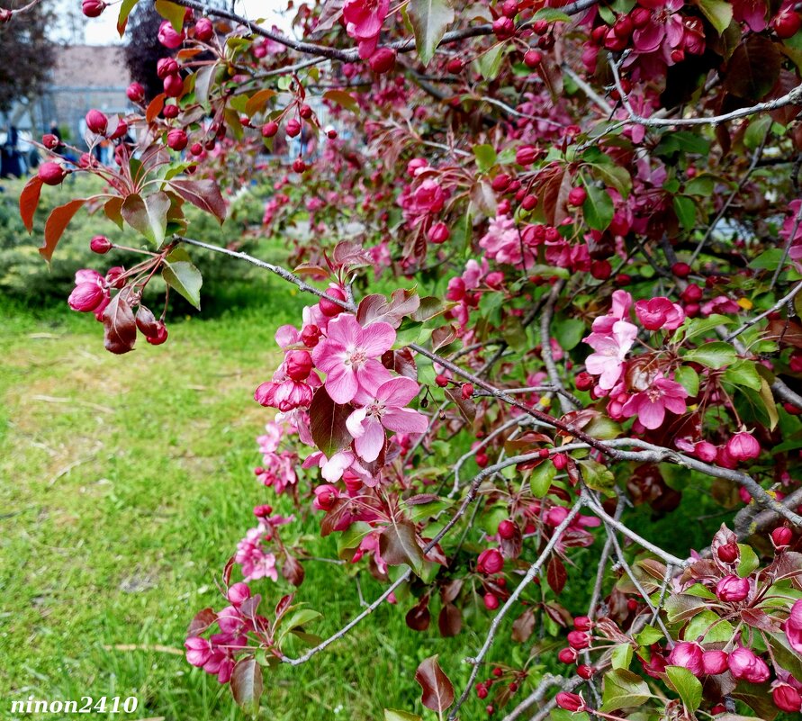 Яблоня декоративная - Нина Бутко