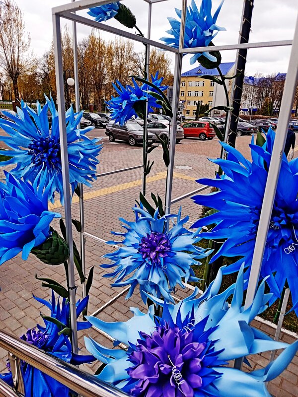 Городские васильки. - Vladimir Semenchukov