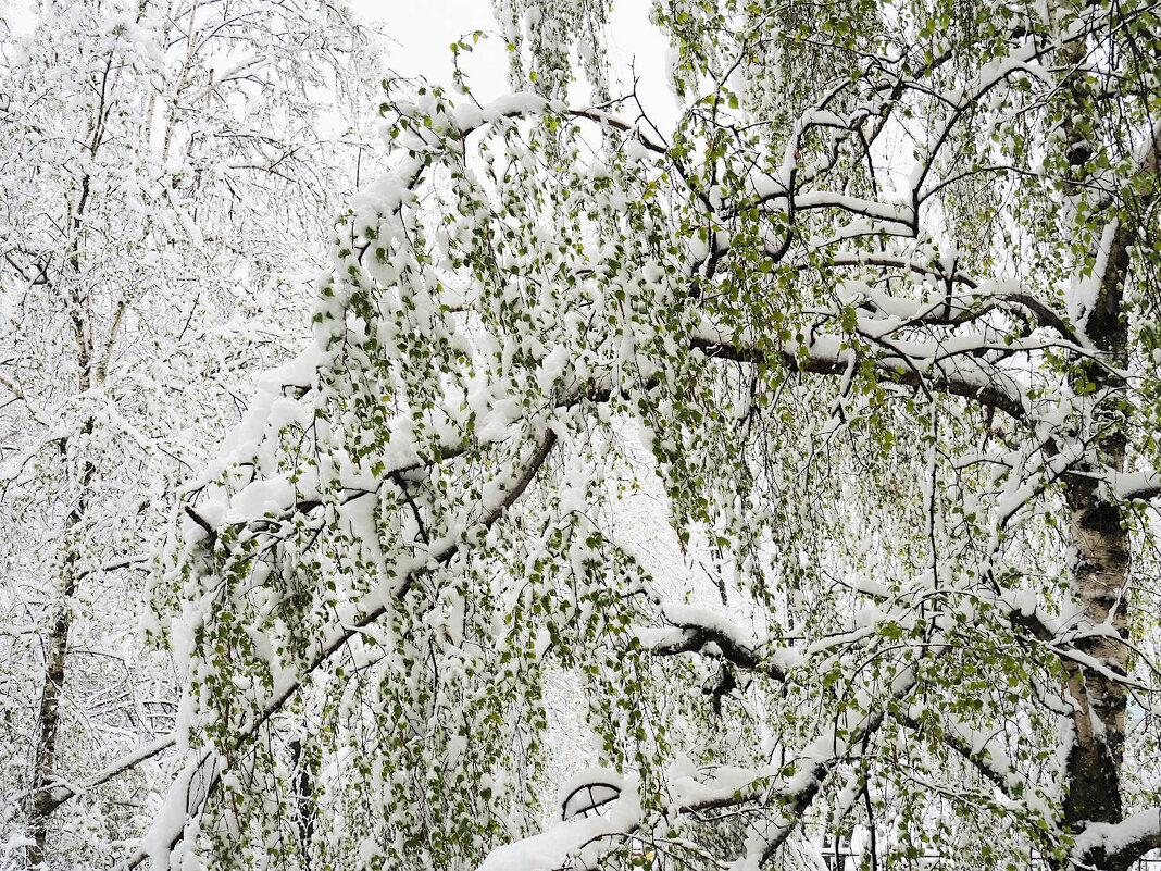 Снег в апреле - Мария К.