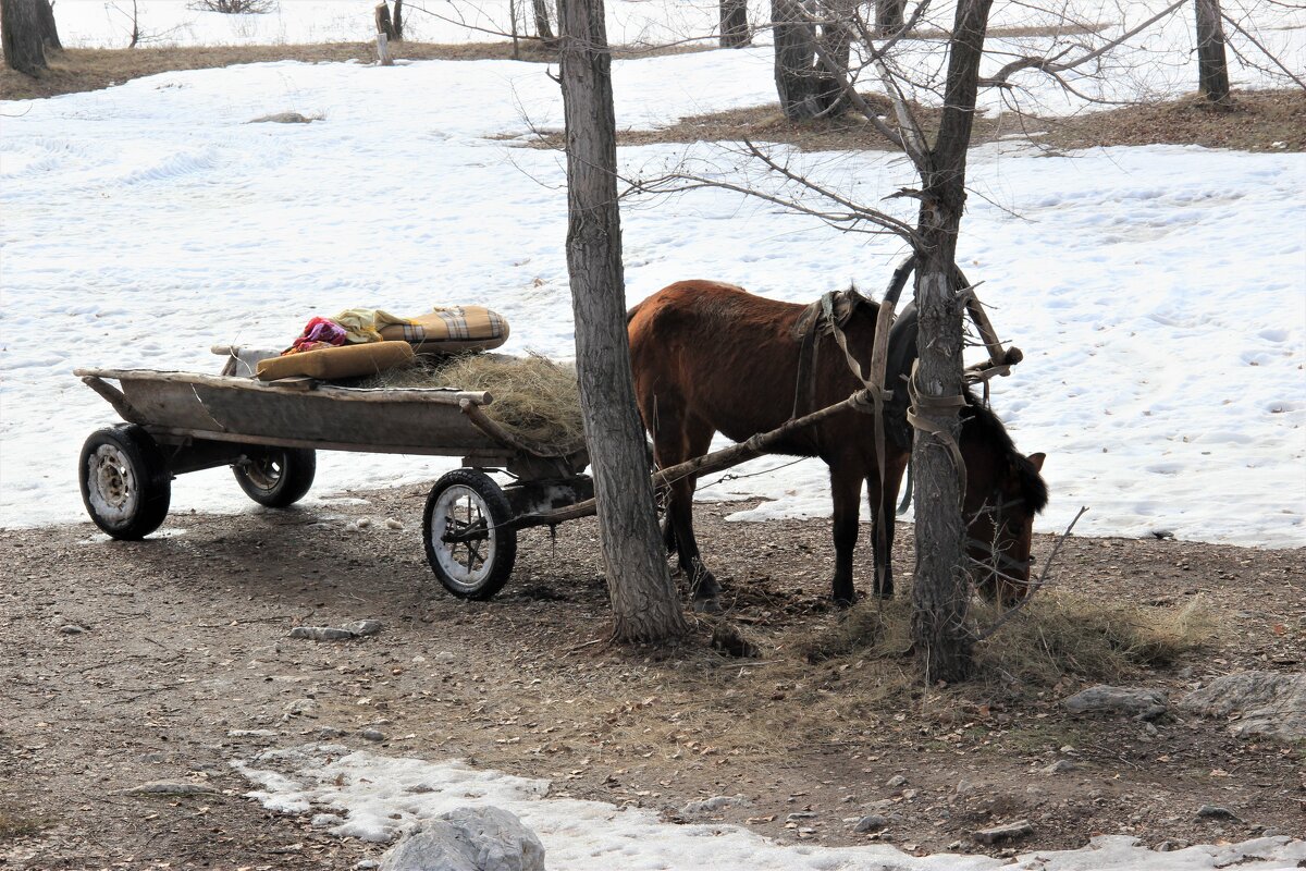 Весна за городом. - Венера Чуйкова