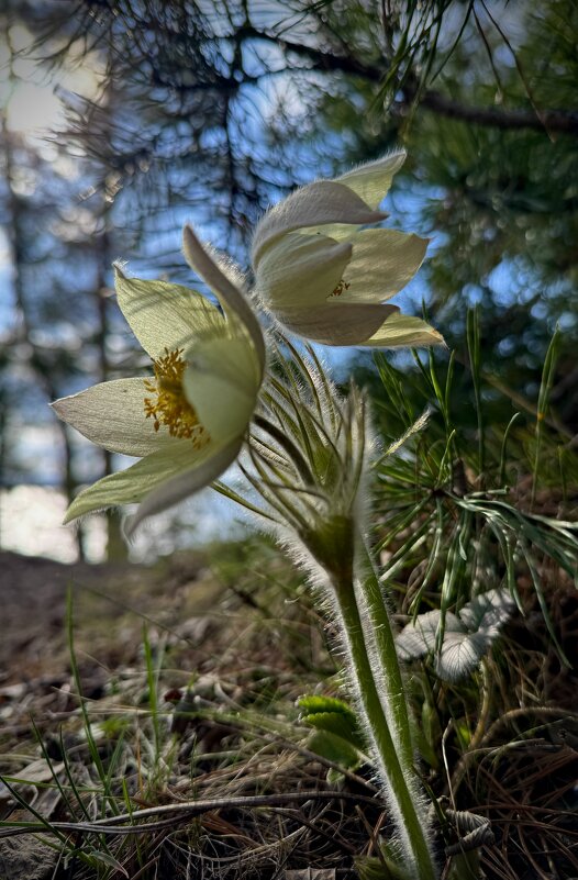 Пушистая весна. - Сергей Адигамов