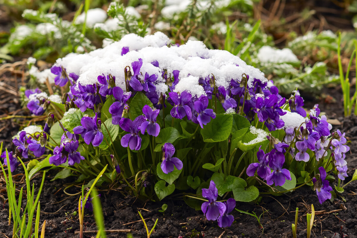 *** - Виталий Емельянов