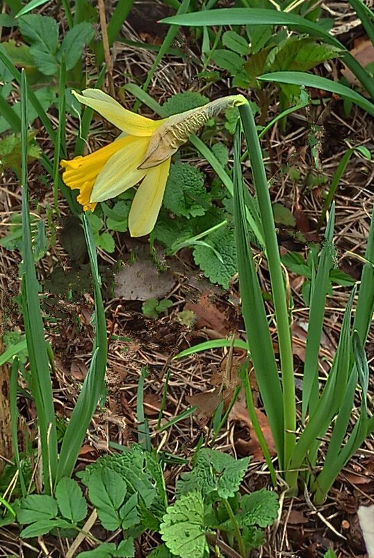 Бесстрашный нарцисс - veilins veilins