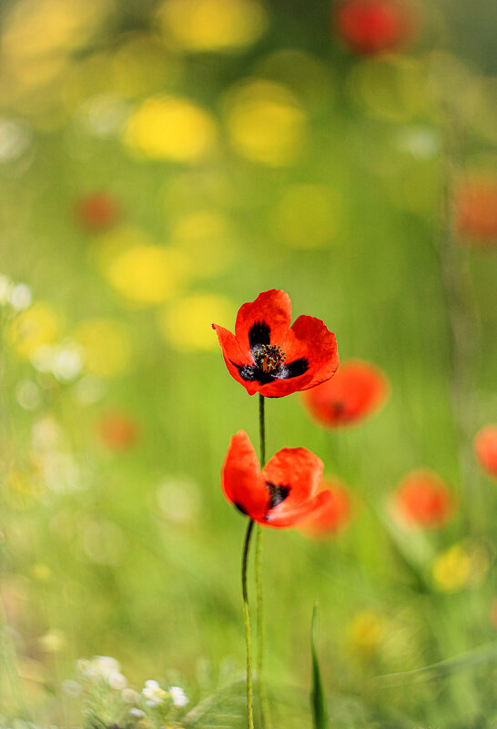 маки - Ирина 