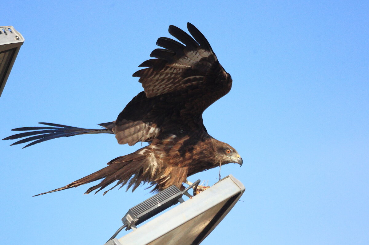 Этот не пропадёт... - Владилен Панченко