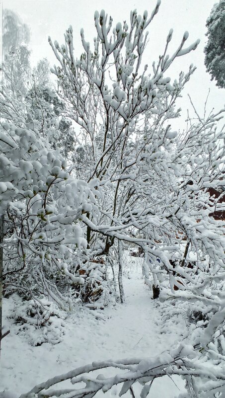 ХОЛЛИ МОЛЛИ... - veilins veilins