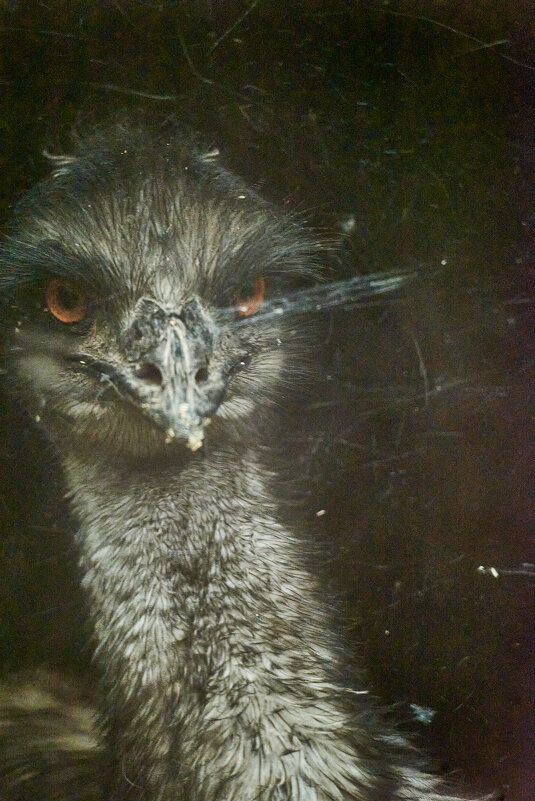 Эму - Александр Леонов