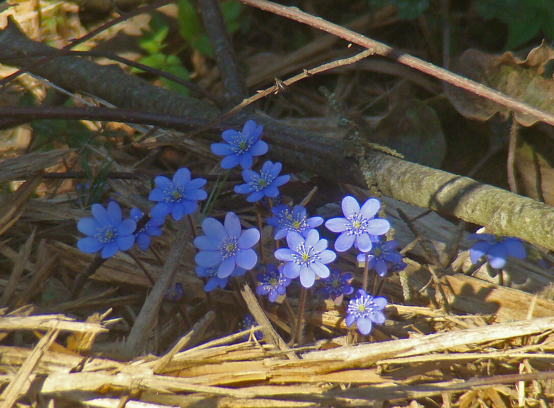 *** - gawrilа - dan