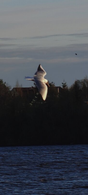 Над Волховом - Андрей 