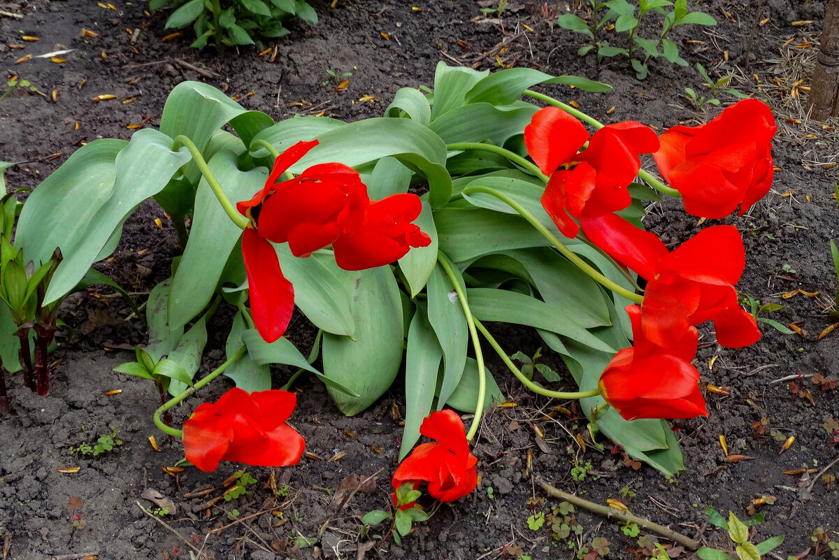 Ветры весенние - Татьяна Машошина