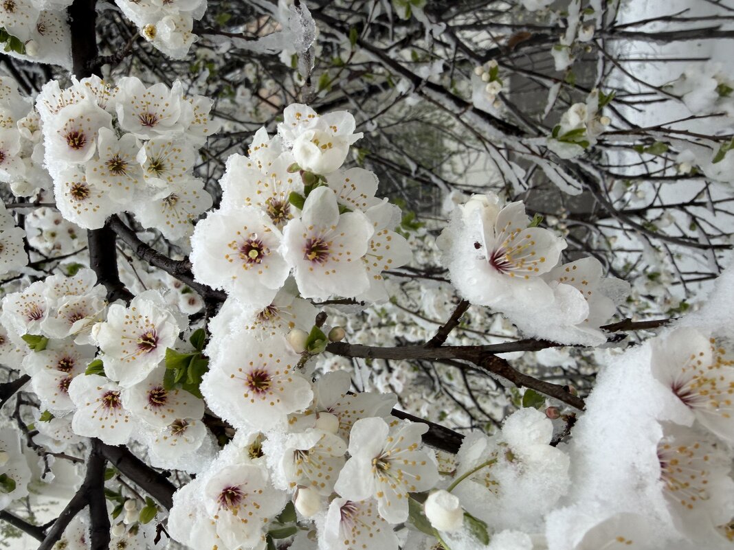 Снег в апреле - Pippa 