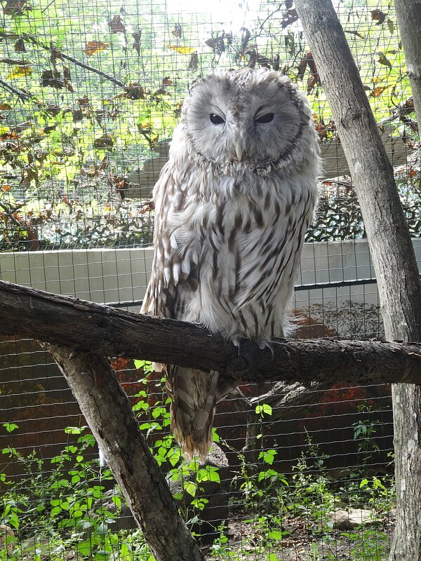 Длиннохвостая неясыть - Лидия Бусурина